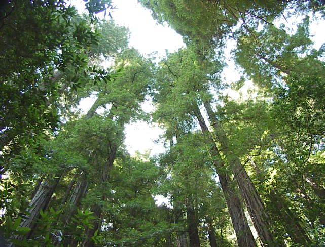 Muir Woods